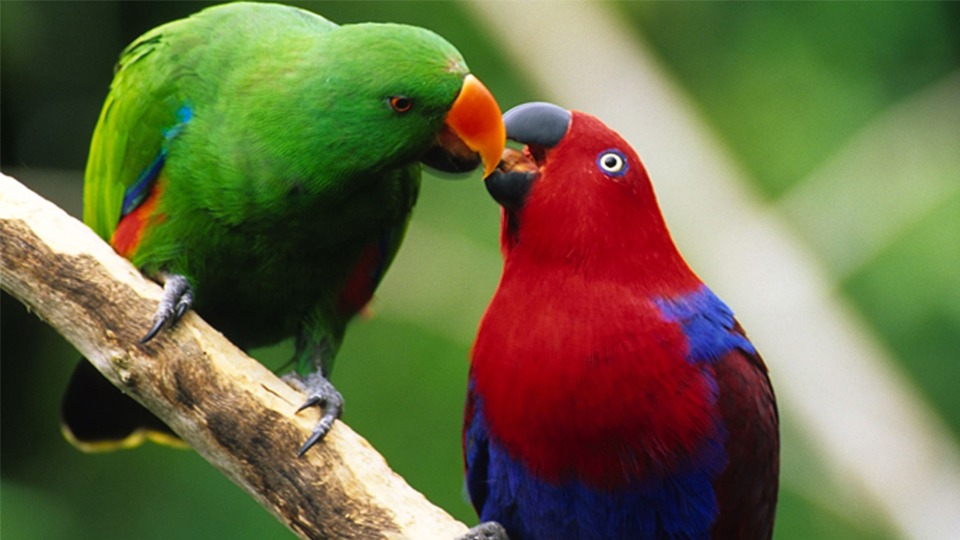 What do I feed my Eclectus Parrot? - Sugarloaf Animal Hospital